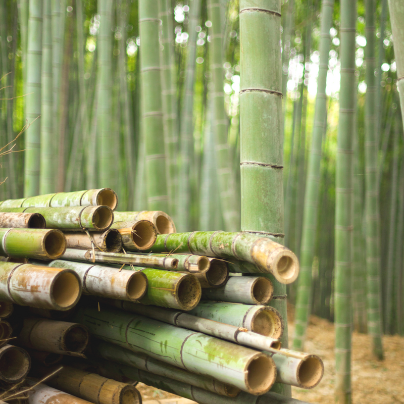 Why bamboo?