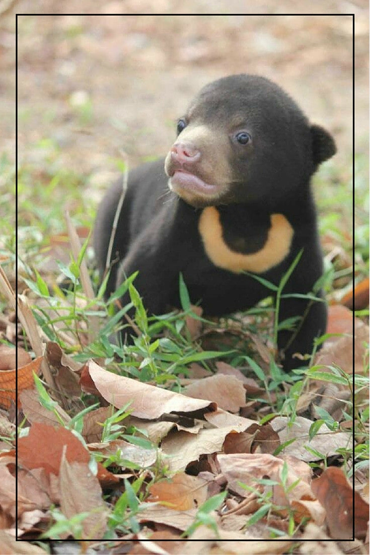 We care for bears