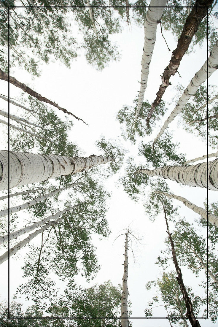 We did it! We planted a freakin' grove of trees!